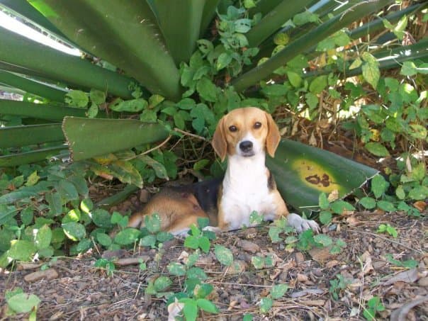 Caramelito – Hund im Atelier in Venezuela